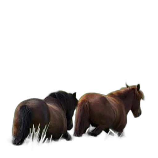 animal, hair, creature, furniture transparent PNG cut-out