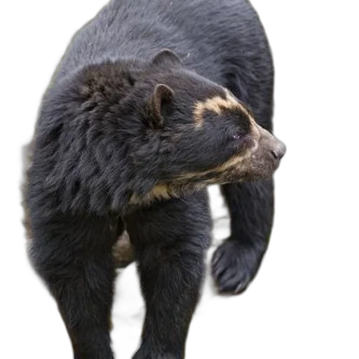 animal, creature, staff, hair transparent PNG cut-out
