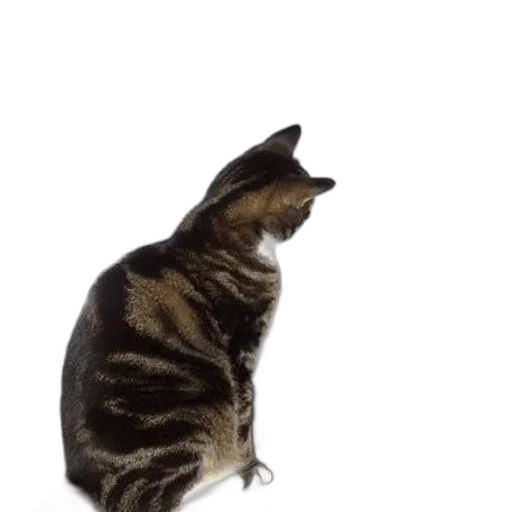 animal, staff, creature, hat transparent PNG cut-out