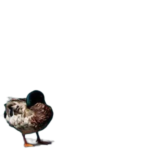 animal, creature, shoes, weapon transparent PNG cut-out