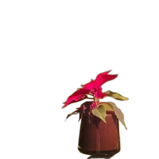flower, bottle, crown, staff transparent PNG cut-out