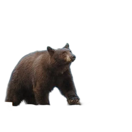 animal, creature, staff, weapon transparent PNG cut-out