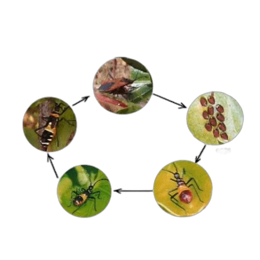 diagram, illustrating, life, cycle transparent PNG cut-out