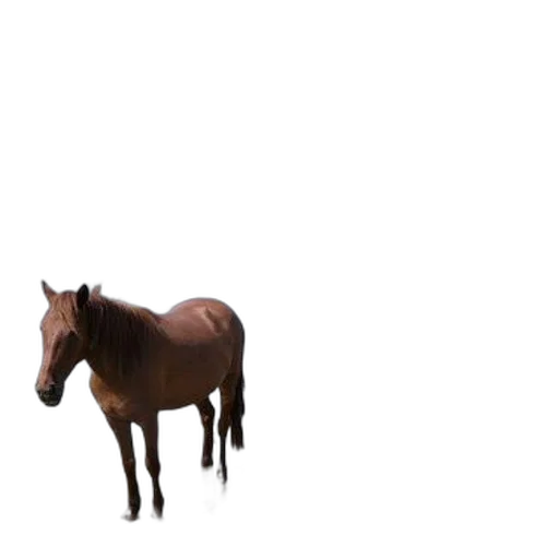animal, creature, hat, hair transparent PNG cut-out