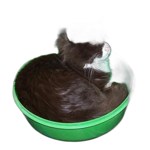 hat, animal, food, creature transparent PNG cut-out