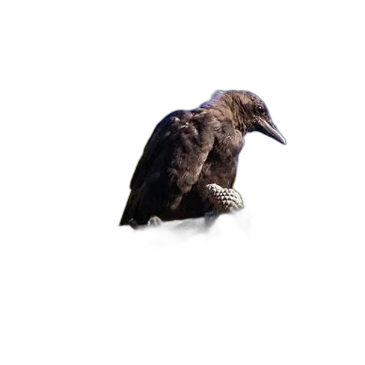 animal, jacket, creature, crown transparent PNG cut-out