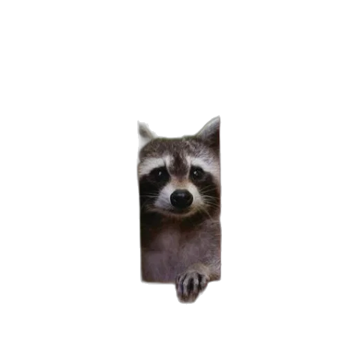 animal, creature, face, staff transparent PNG cut-out