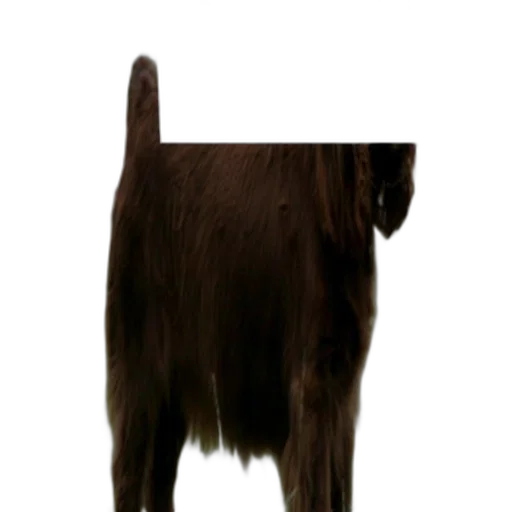animal, creature, staff, hair transparent PNG cut-out