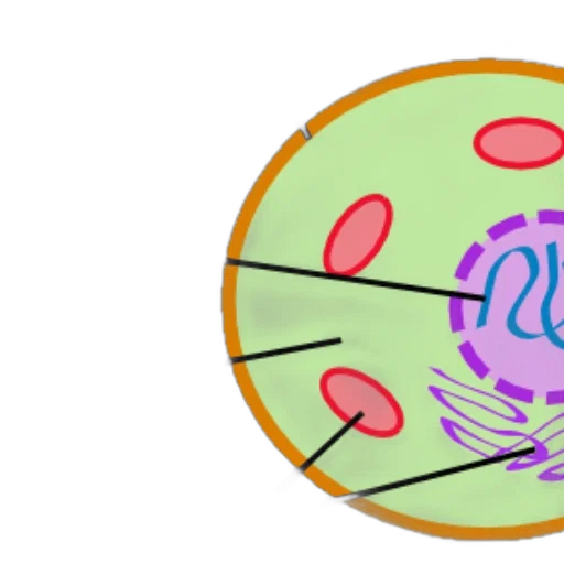 simplified, diagram, cell, featuring transparent PNG cut-out