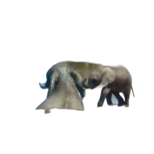 animal, creature, jewelry, staff transparent PNG cut-out