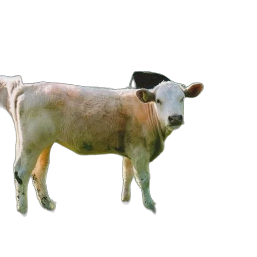 animal, food, jewelry, creature transparent PNG cut-out