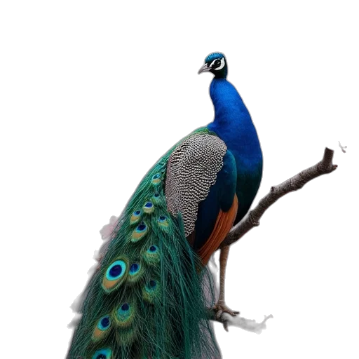 animal, staff, crown, jewelry transparent PNG cut-out