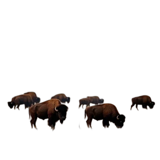 animal, furniture, hair, creature transparent PNG cut-out