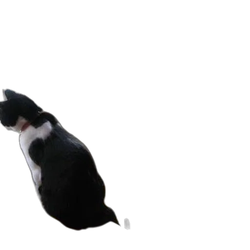 animal, creature, hat, staff transparent PNG cut-out
