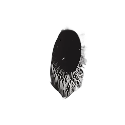 hair, crown, jewelry, hat transparent PNG cut-out