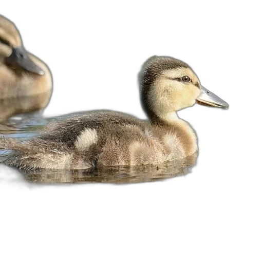 animal, photorealistic, 3d render, duckling transparent PNG cut-out