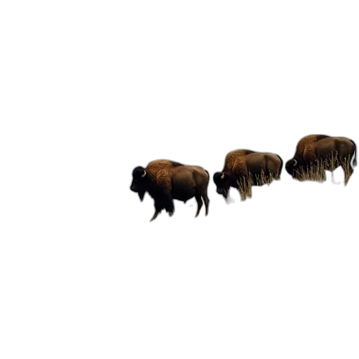 animal, hair, concept art, 3d render transparent PNG cut-out