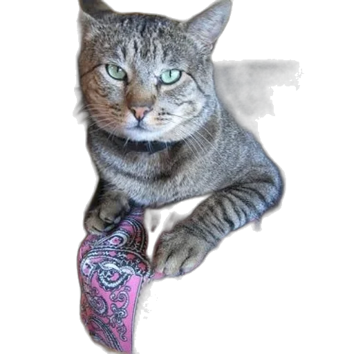 staff, animal, shoes, jewelry transparent PNG cut-out