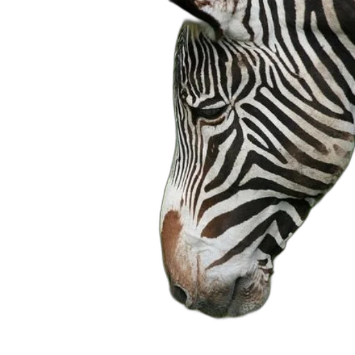 animal, creature, face, mask transparent PNG cut-out