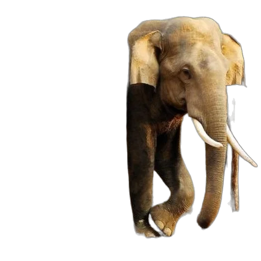 animal, staff, furniture, creature transparent PNG cut-out