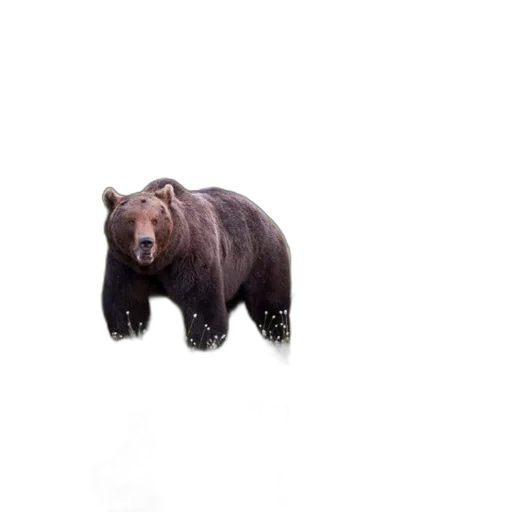 animal, creature, face, staff transparent PNG cut-out
