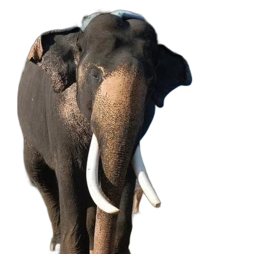 animal, staff, creature, 3d render transparent PNG cut-out