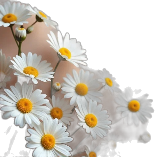 jewelry, flower, crown, dress transparent PNG cut-out