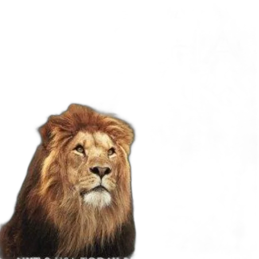 animal, crown, hair, creature transparent PNG cut-out