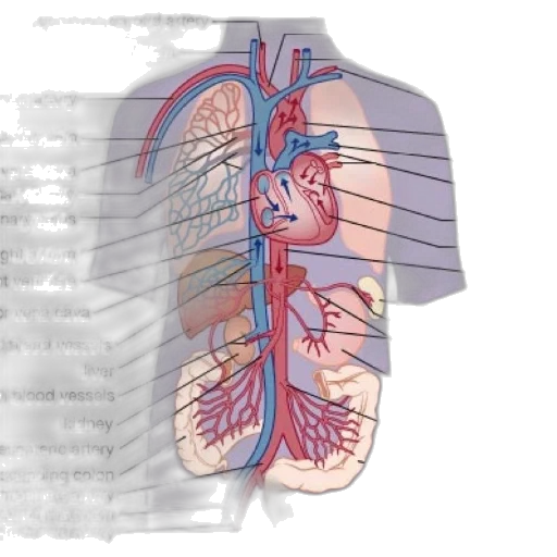 anatomical, diagram, human, circulatory transparent PNG cut-out