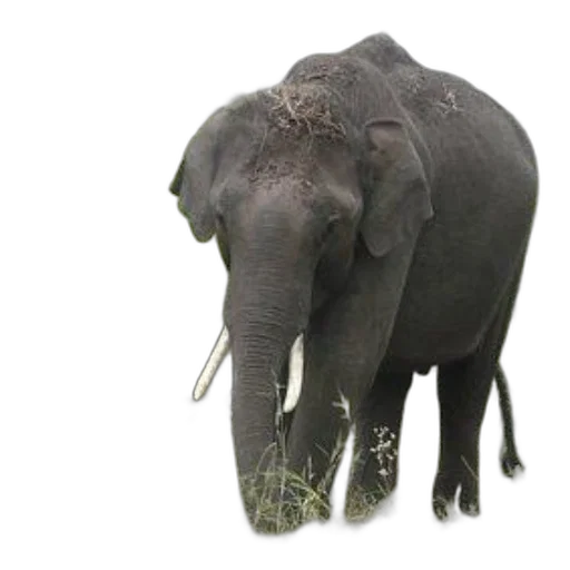 animal, creature, staff, 3d render transparent PNG cut-out