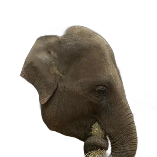 animal, mask, face, staff transparent PNG cut-out