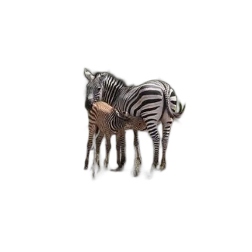 animal, furniture, creature, jewelry transparent PNG cut-out