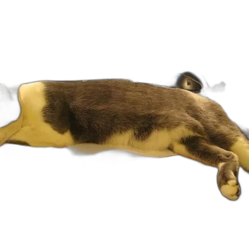 animal, creature, staff, food transparent PNG cut-out