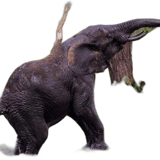 animal, creature, dragon, staff transparent PNG cut-out