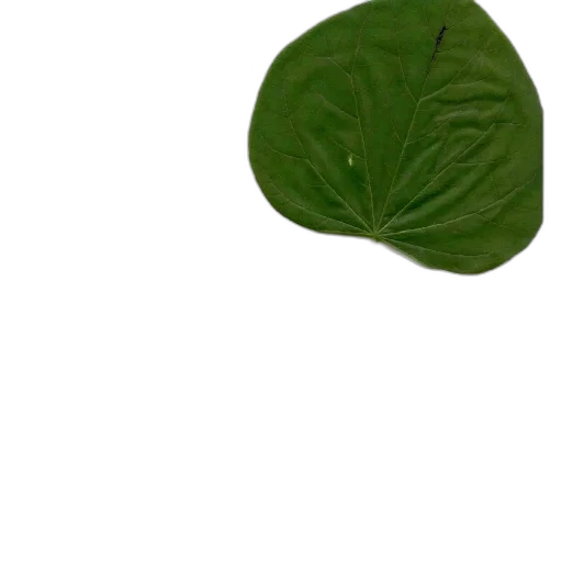 hat, flower, tree, umbrella transparent PNG cut-out