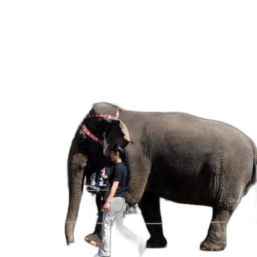 animal, creature, weapon, staff transparent PNG cut-out