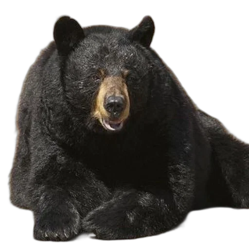 animal, creature, face, staff transparent PNG cut-out