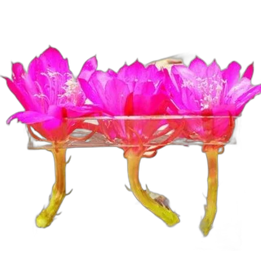 furniture, crown, jewelry, flower transparent PNG cut-out