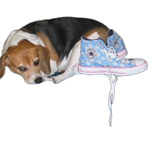 shoes, animal, furniture, creature transparent PNG cut-out