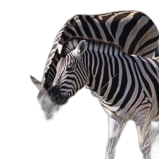 animal, creature, weapon, hat transparent PNG cut-out