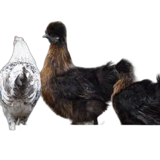 animal, bottle, food, three transparent PNG cut-out