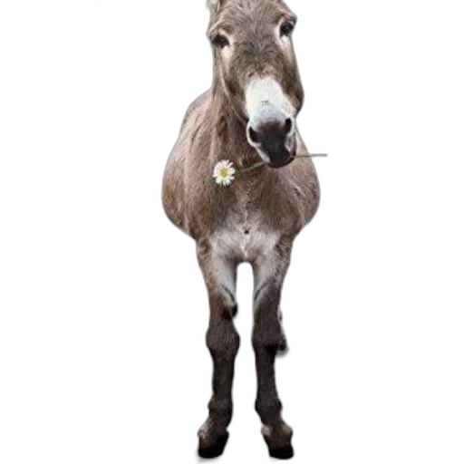 animal, staff, creature, crown transparent PNG cut-out