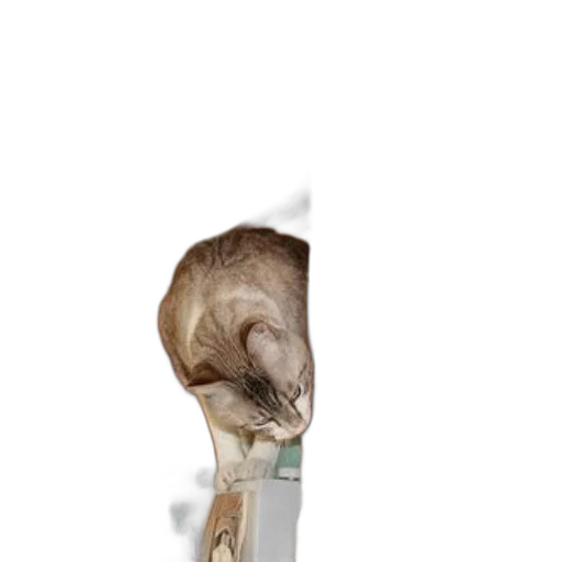 staff, animal, jewelry, umbrella transparent PNG cut-out