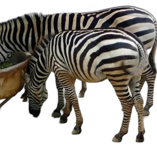 animal, creature, furniture, jewelry transparent PNG cut-out