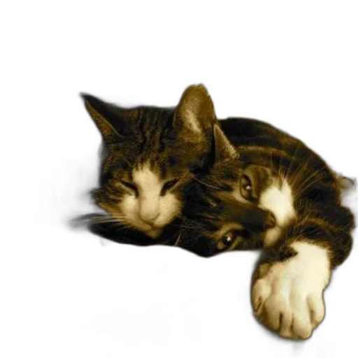 animal, photorealistic, oil painting, 3d render transparent PNG cut-out