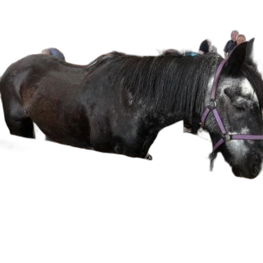 animal, staff, jewelry, creature transparent PNG cut-out