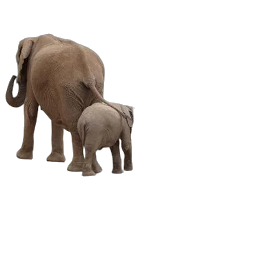 animal, creature, staff, jewelry transparent PNG cut-out