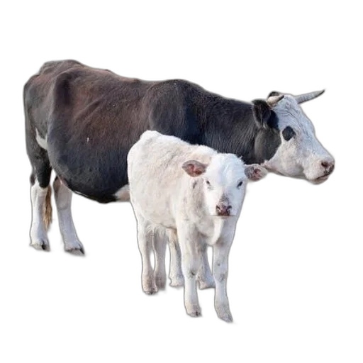 animal, creature, food, jewelry transparent PNG cut-out