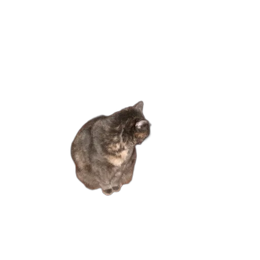 animal, creature, staff, hat transparent PNG cut-out