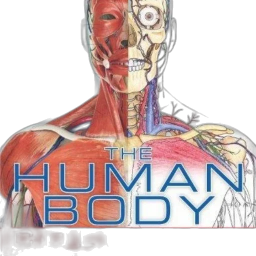 robot, comic book art, cyberpunk, concept art transparent PNG cut-out